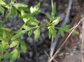 Coreocarpus parthenioides