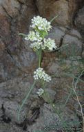 Lepidium fremontii