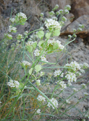 Lepidium fremontii