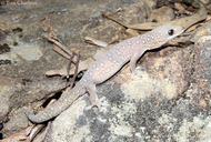 Southern Velvet Gecko
