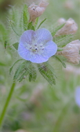 Phacelia cryptantha