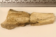 Neotamandua borealis