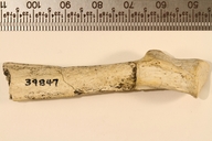 Neotamandua borealis