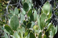 Arctostaphylos glandulosa ssp. cushingiana
