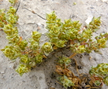 Photo of Atriplex coronata var. vallicola