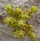 Photo of Atriplex coronata var. vallicola