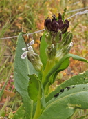 Caulanthus inflatus