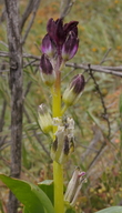 Caulanthus inflatus
