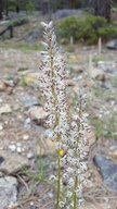 Hastingsia serpenticola