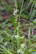 Veronica serpyllifolia ssp. serpyllifolia