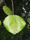 Oreopanax pycnocarpus