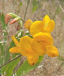 Lotus tenuis