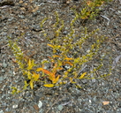 Streptanthus hesperidis