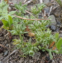  Scleranthus annuus ssp. annuus