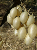 Astragalus asymmetricus