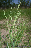Panicum hirticaule ssp. hirticaule