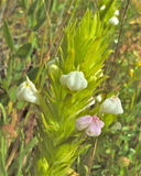 Castilleja rubicundula ssp. rubicundula