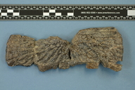 Calyptosuchus wellesi