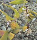 Streptanthus hesperidis