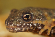 Triturus dobrogicus