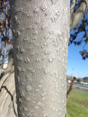 Ailanthus altissima