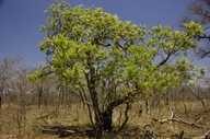 Lowveld Resin Tree