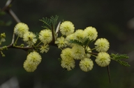 Acacia grandicornuta