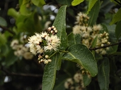 Syzygium cordatum