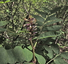 Amorpha californica var. napensis