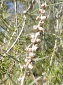Melaleuca brachyandra