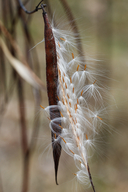 Apocynum cannabinum