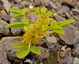 Oxystyluis lutea