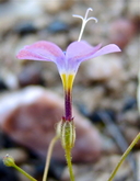 Gilia cana ssp. speciformis