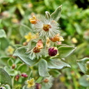 Galium grayanum var. grayanum