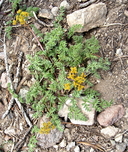Cymopterus terebinthinus var. albiflorus