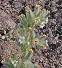 Oreocarya humilis