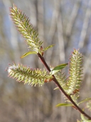Salix prolixa