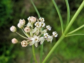 Horsetail Milkweed