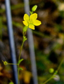 Hesperolinon adenophyllum