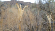 Calochortus macrocarpus