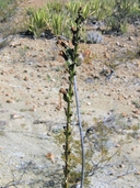 Agave striata ssp. falcata