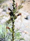Agave striata ssp. falcata