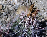Ferocactus hamatacanthus var. hamatacanthus
