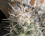 Mexican Cone Cactus
