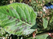 Euphorbia dentata