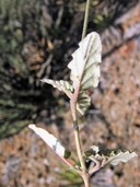 Boerhavia purpurascens