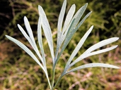 Hunnemannia fumariifolia