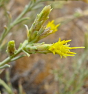 Ericameria parryi var. nevadensis