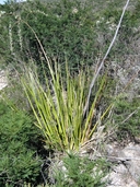 Hesperaloe funifera