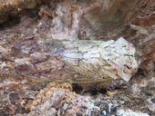 Axe-head Cicada